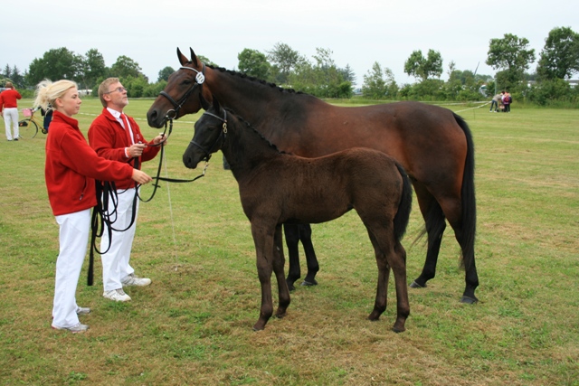 Ktl. 74, Ultima Kærgård ROL 9672 - 24 p. og ærespræmie - tilh. Jørn S. Lambertsen, Aabybro